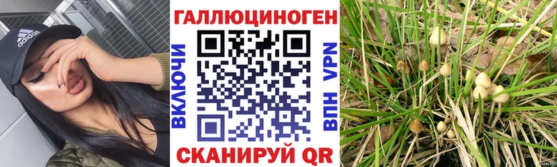 Купить  Козловка  Галлюциногенные грибы Cubensis 
